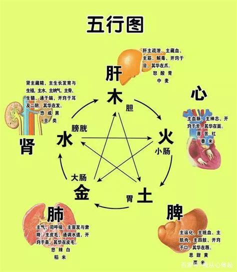 五行对应的器官|中医给五脏划分了五行属性，十分精准，古人是如何做。